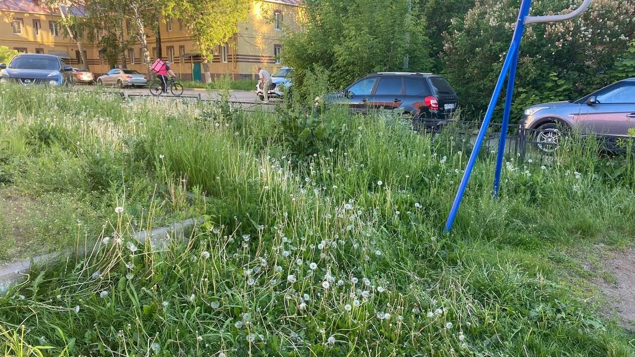 Альметьевцы недовольны состоянием газоном и покосом травы Жители Альметьевска активно обсуждают в социаль...