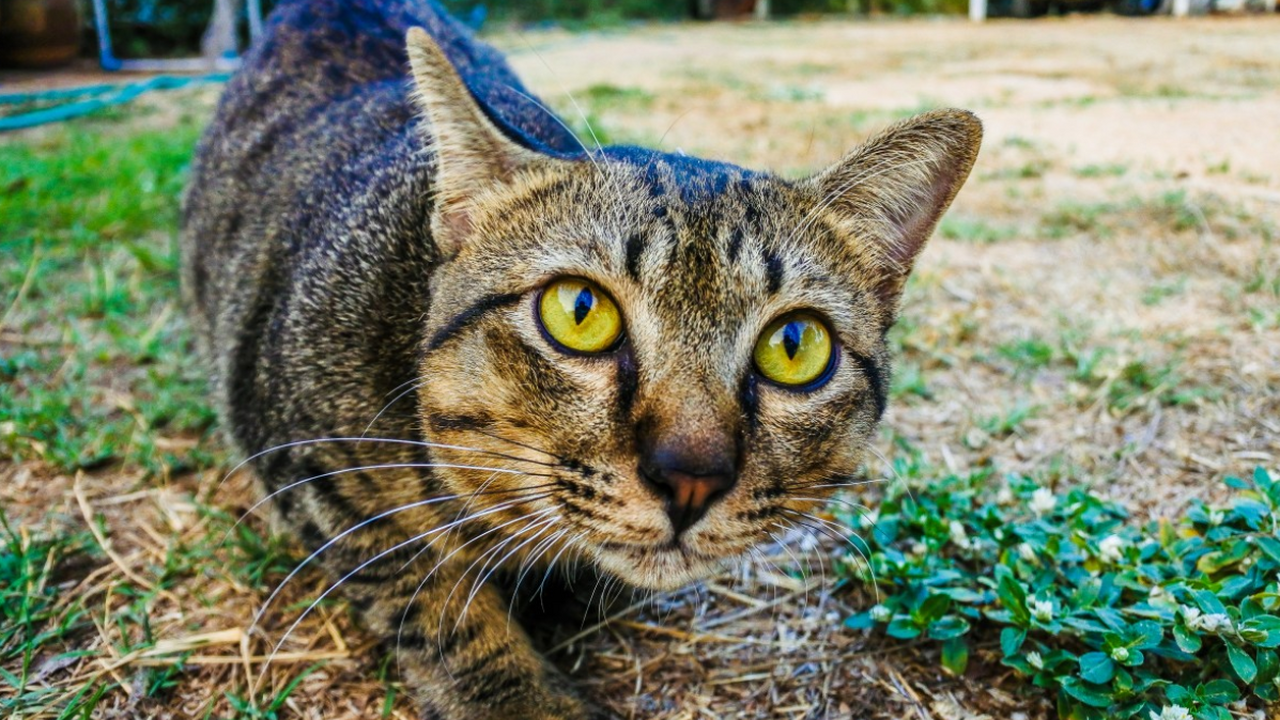 Ученые выяснили, что кошки, гуляющие на улице, ...