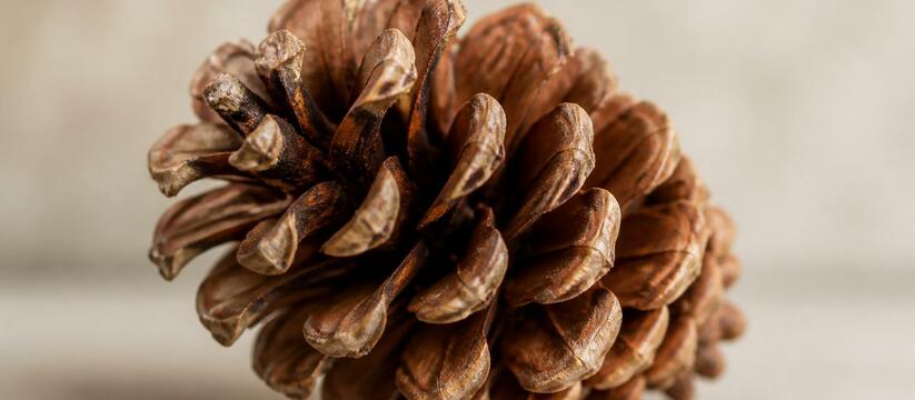Ученые выяснили, что южная сибирская тайга не п...
