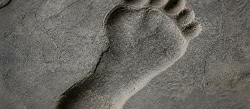 Ученые обнаружили окаменевшие следы Paranthropu...