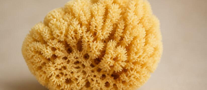 Морская губка Chondrosia reniformis провела 455...
