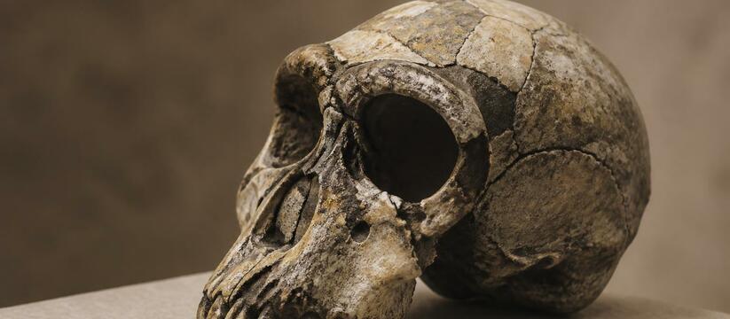 Учёные: череп Homo antecessor близок к современным людям Ученые выяснили, что череп Homo antecessor из А...