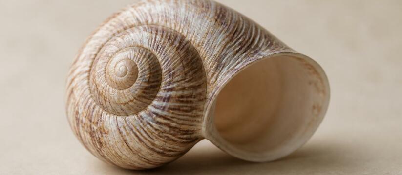 Исследование в Science: улитка Cepaea nemoralis...