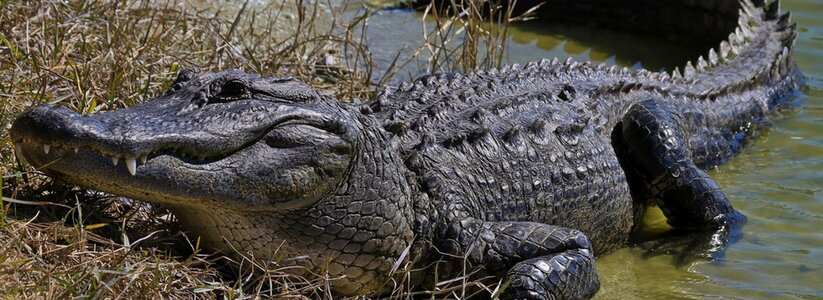 Крокодил сбежал от хозяина и плавает в реке, наводя ужас на горожан