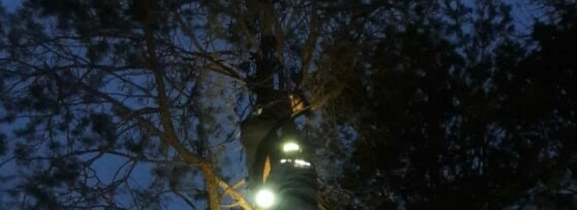 Сидел на высоте четвертого этажа: в Альметьевске 12-летний мальчик застрял на дереве
