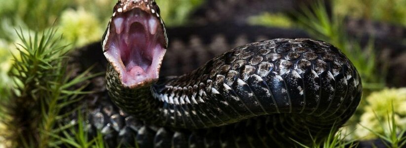 В Альметьевском районе ядовитая змея укусила подростка: он в тяжелом состоянии