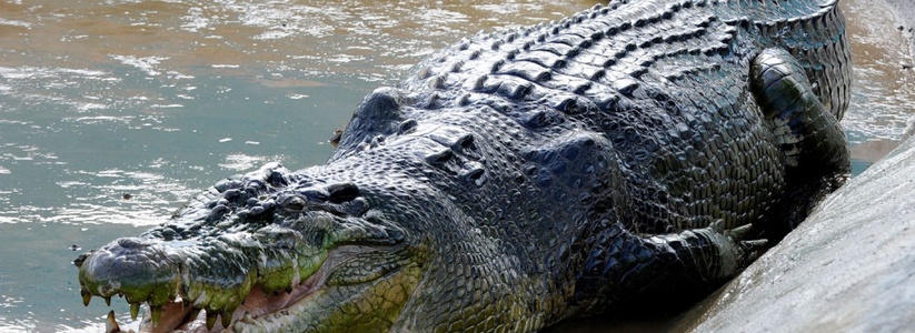 Жители захватили крокодила и потребовали, чтобы он срочно отдал им проглоченного ребенка