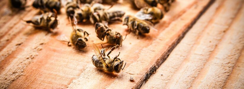 В Альметьевском районе республики массово погибли пчелы