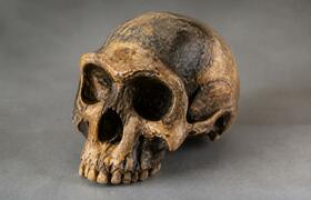 Увеличение роста Homo erectus связали с преодол...
