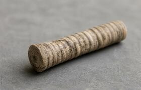В музее нашли мягкие ткани возрастом 450 млн лет