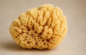 Морские губки Chondrosia reniformis выжили 455 ...