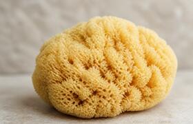 Морские губки Chondrosia reniformis выжили 455 ...