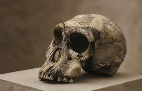 Учёные: череп Homo antecessor близок к современ...