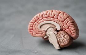 Внимание к боли ускоряет заживление: эксперимен...