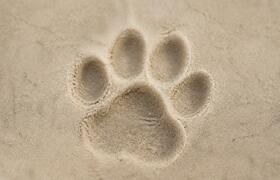 Кошки метят территорию уникальным «химическим п...