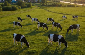 В Елабужском районе сняли карантин по бешенству...
